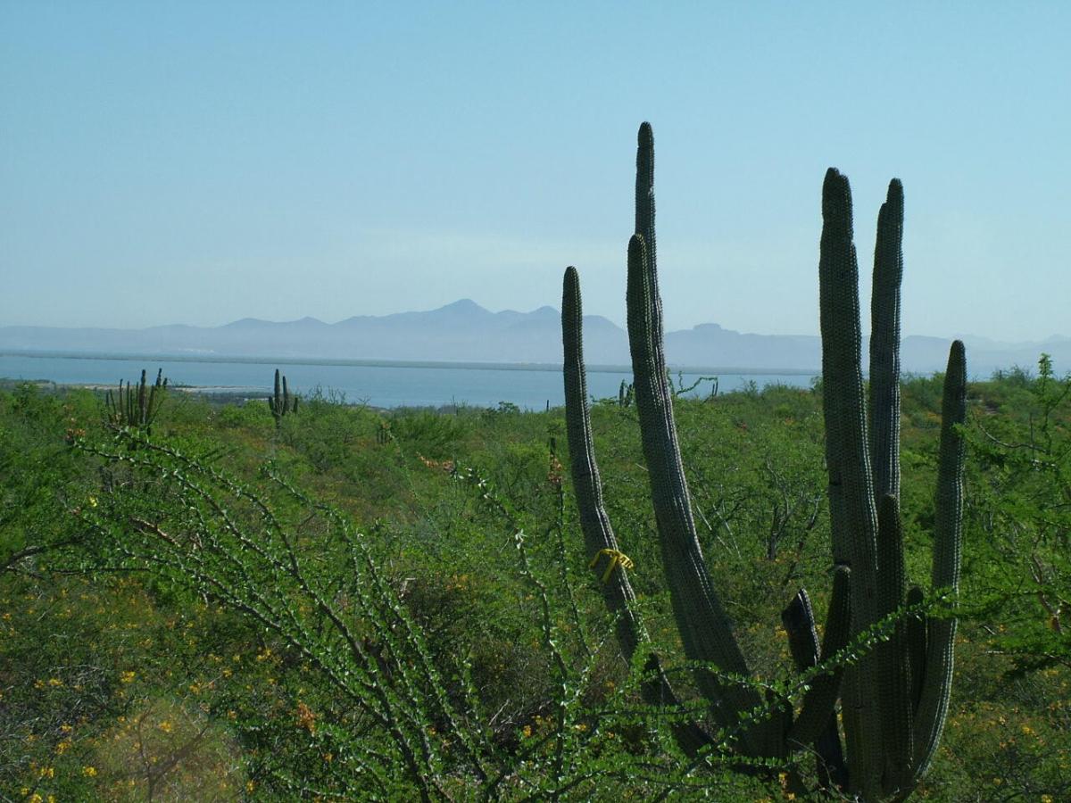 0887 Biznaga entre 20 y 21 Loma Vista lot La Paz BCS | MLS #24-5339 39 MLS #24-5339 image #0